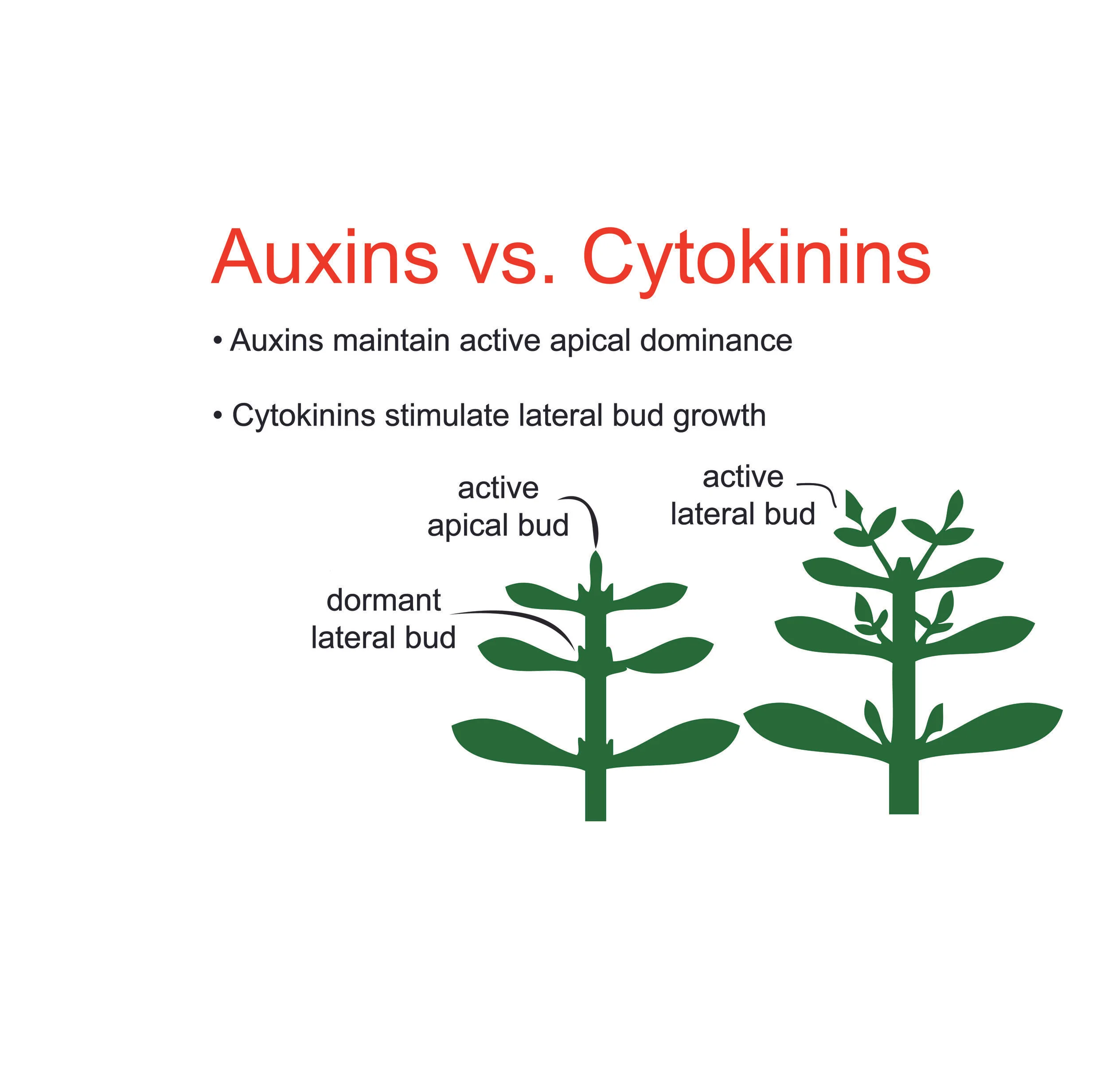 Auxin_Cytokinin.jpg