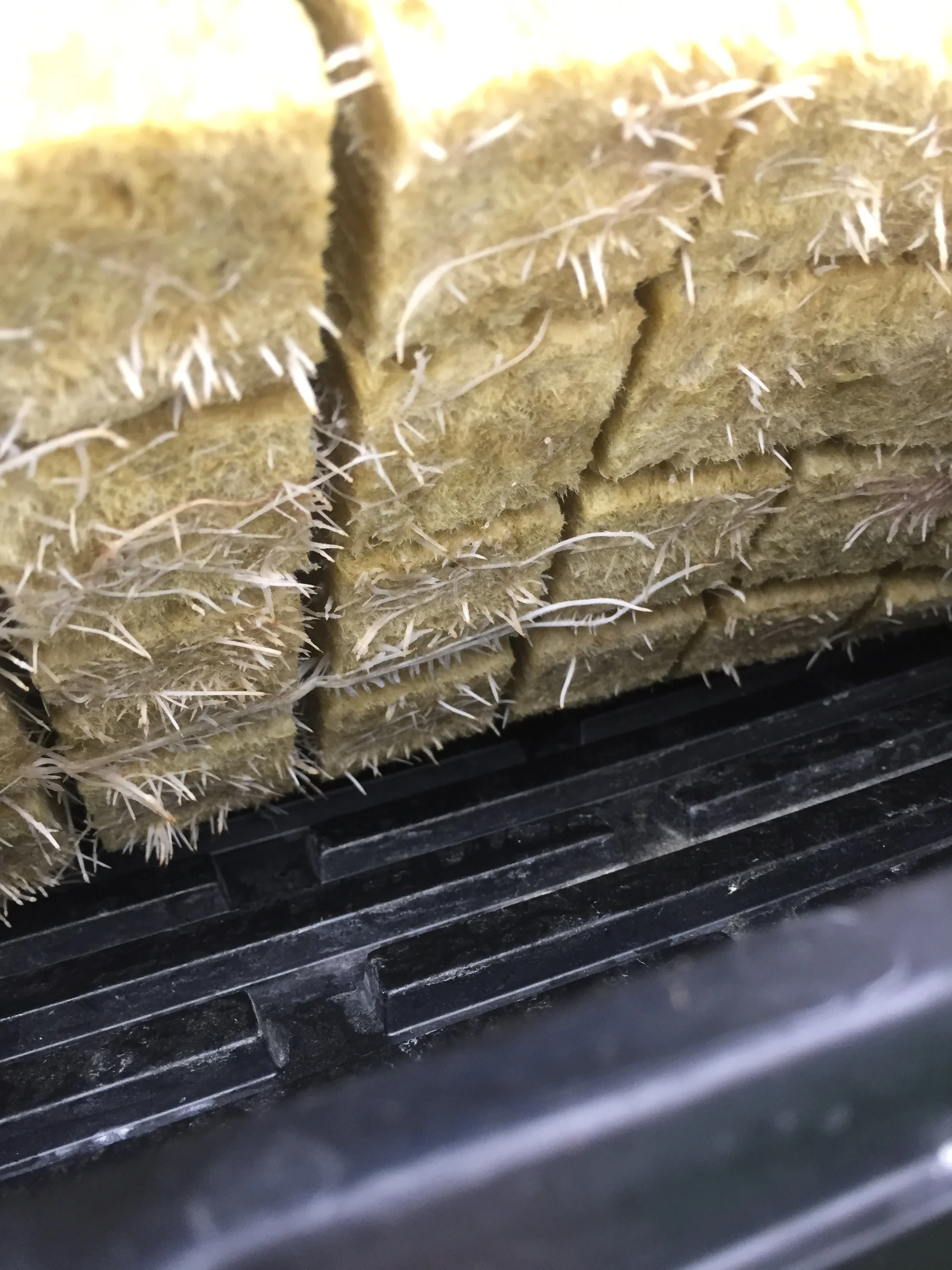 Rookwool cubes with healthy white roots