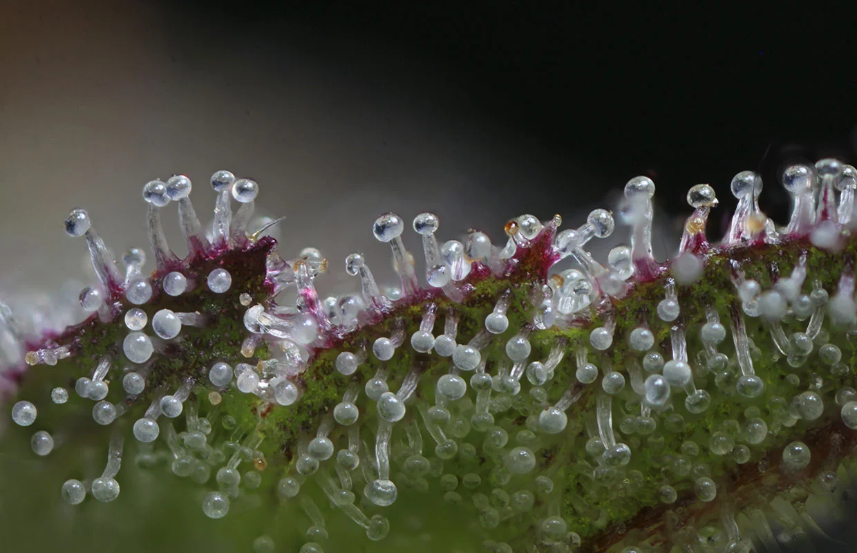 trichomes.jpg