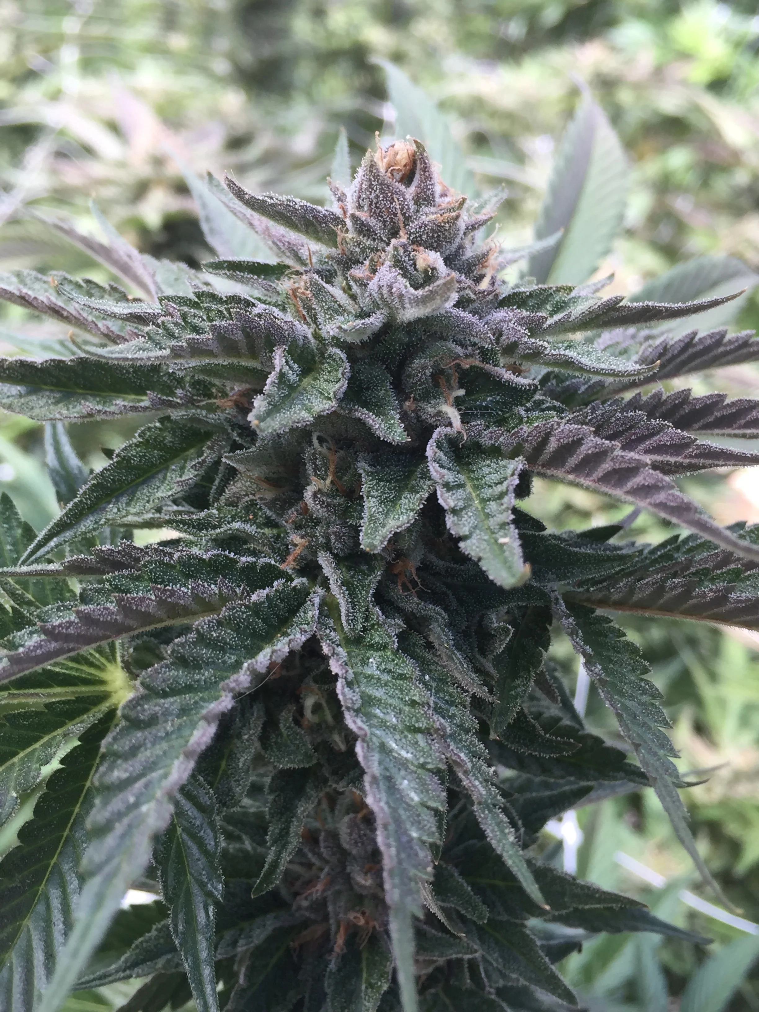 Cherry Zkittlez grown with compost tea