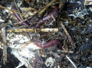 Green Source Gardens - Healthy Soil