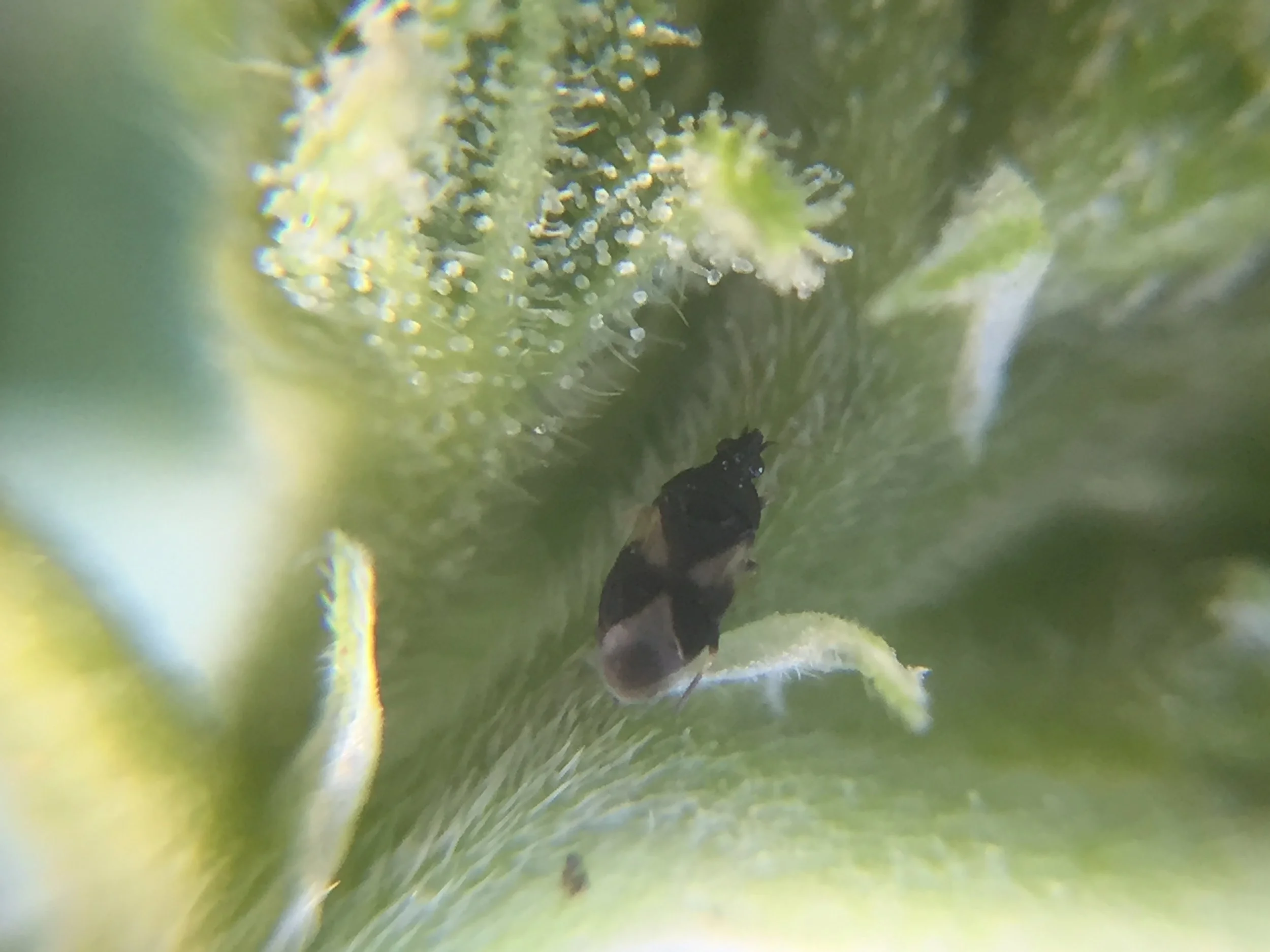 Pirate Bug (Orius insidious) hunts for food. Photo by: Cannabis Horticultural Association