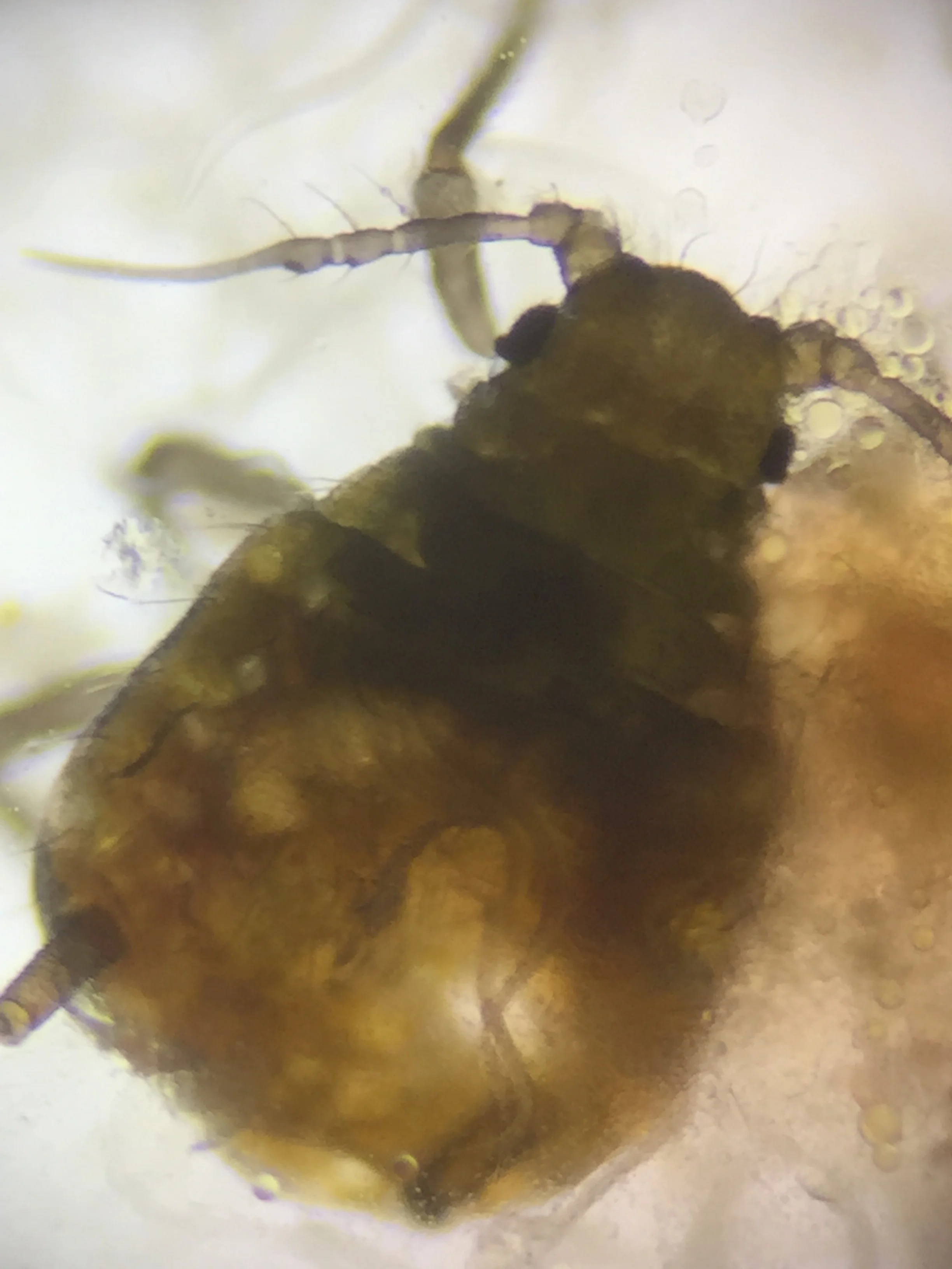 Upon puncturing the thorax of the root aphid, the nematodes engulfed the cavity.