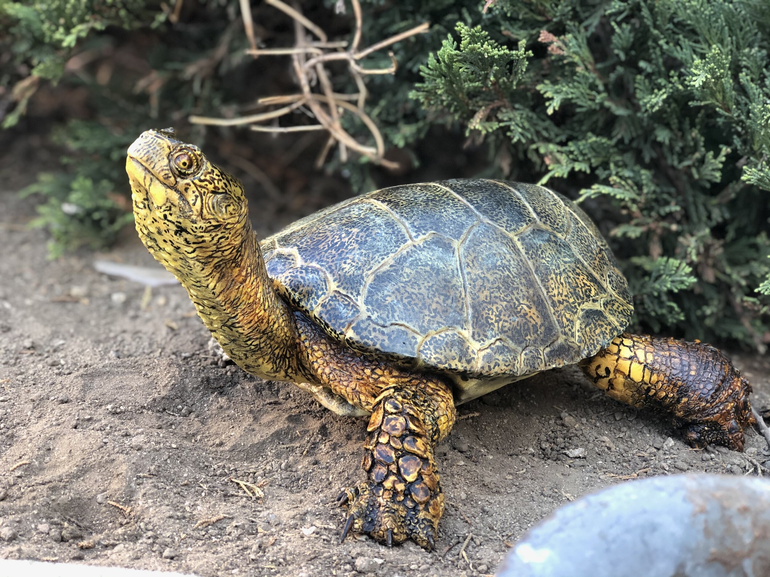 South Western Pond Turtle