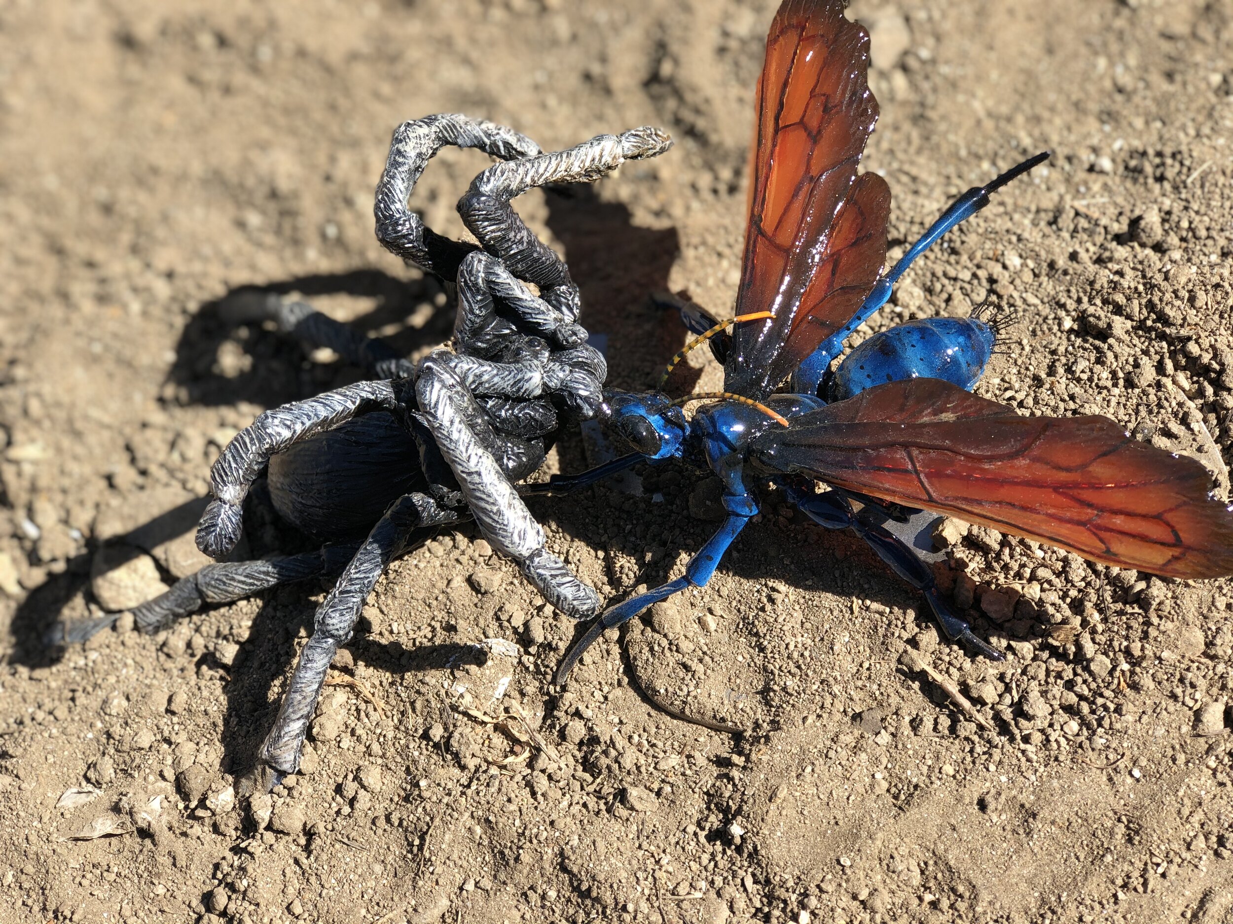  Stage two of a battle between Tarantula Hawk Wasp and Tarantula for Aliso Woods and Canyon Park Orange County, CA 