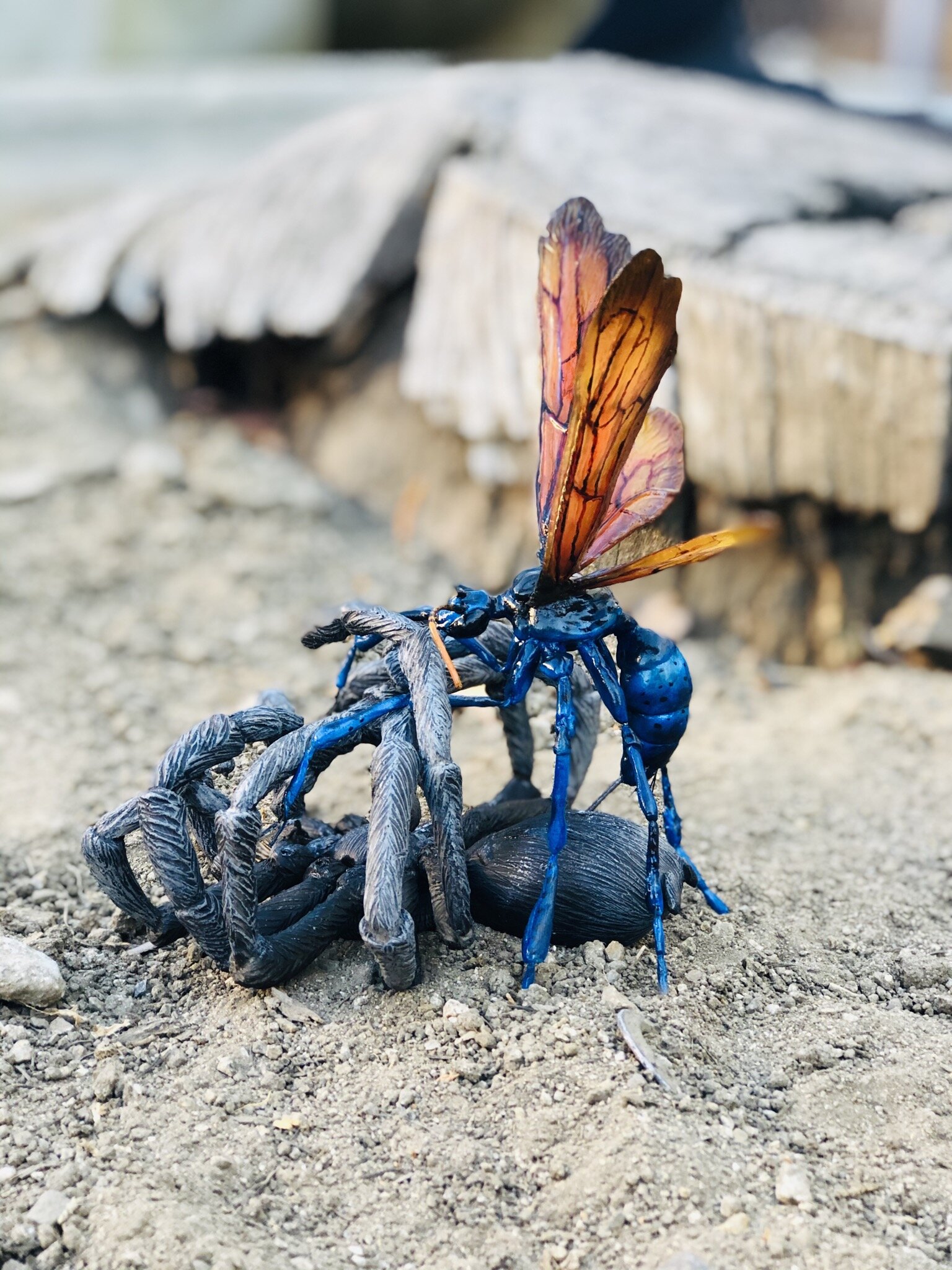  Third and final stage of the battle between Tarantula Hawk Wasp and Tarantula. Done for Aliso Woods and Canyon Park in Orange County, CA 