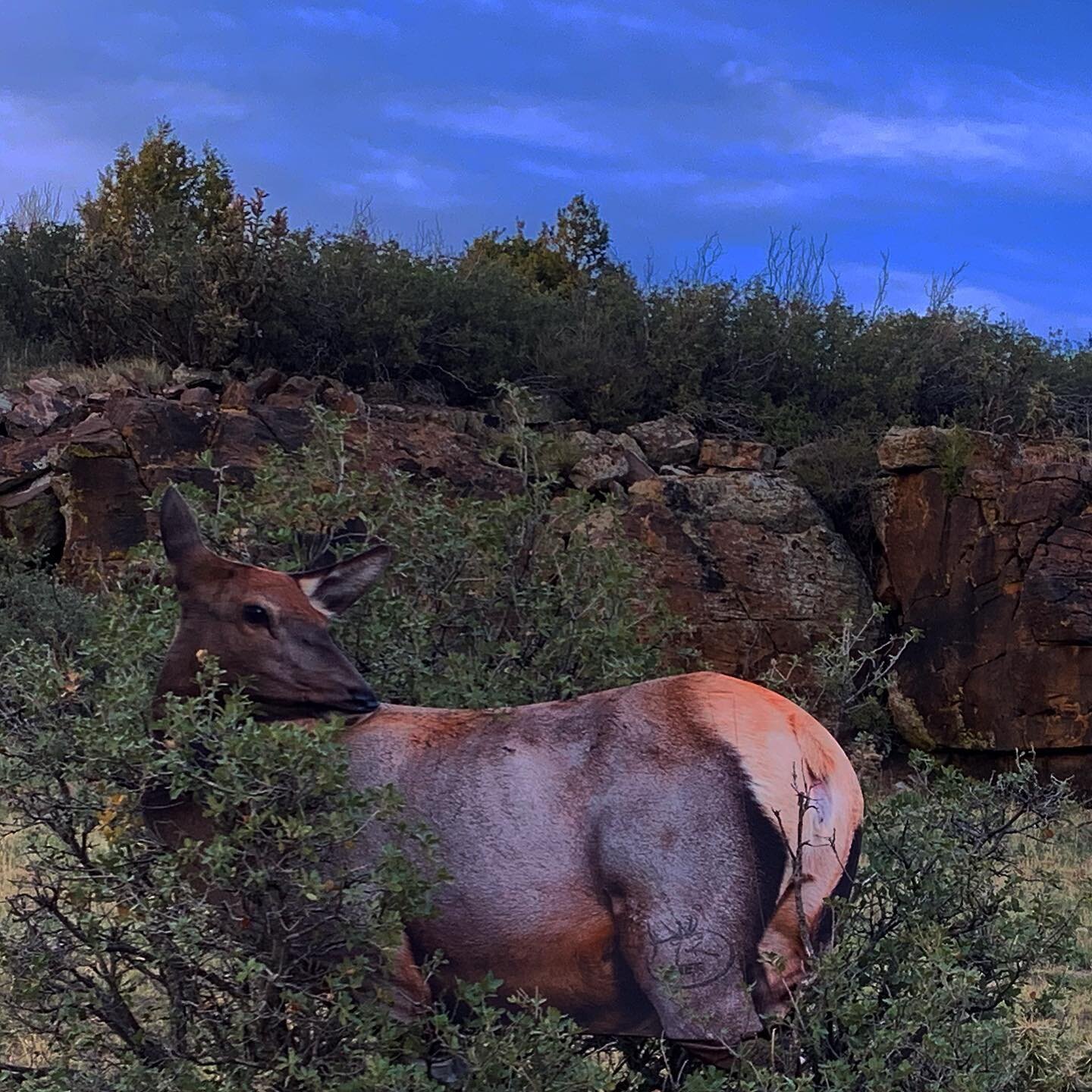 2 yds. Unreal. 😉 
.
.
.
.
.
.
@newmexicotropyhunt
#elkhunting #archerylife