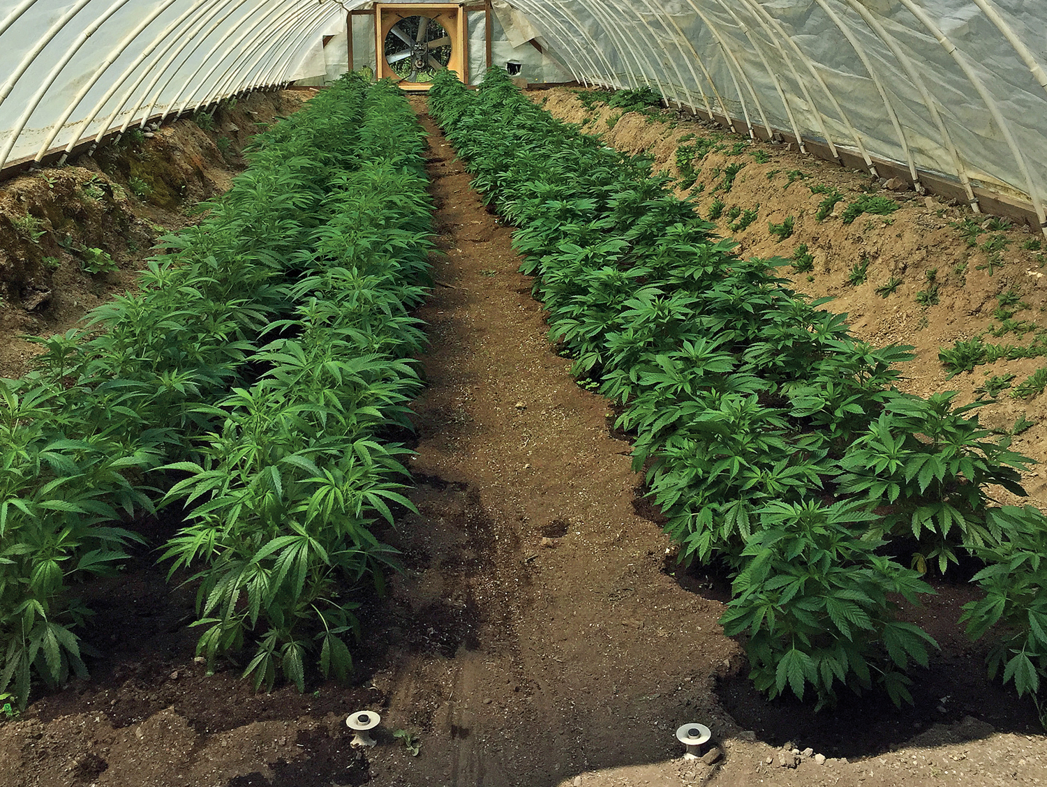 A local marijuana crop. (Photo by Jonathan Gilbert)