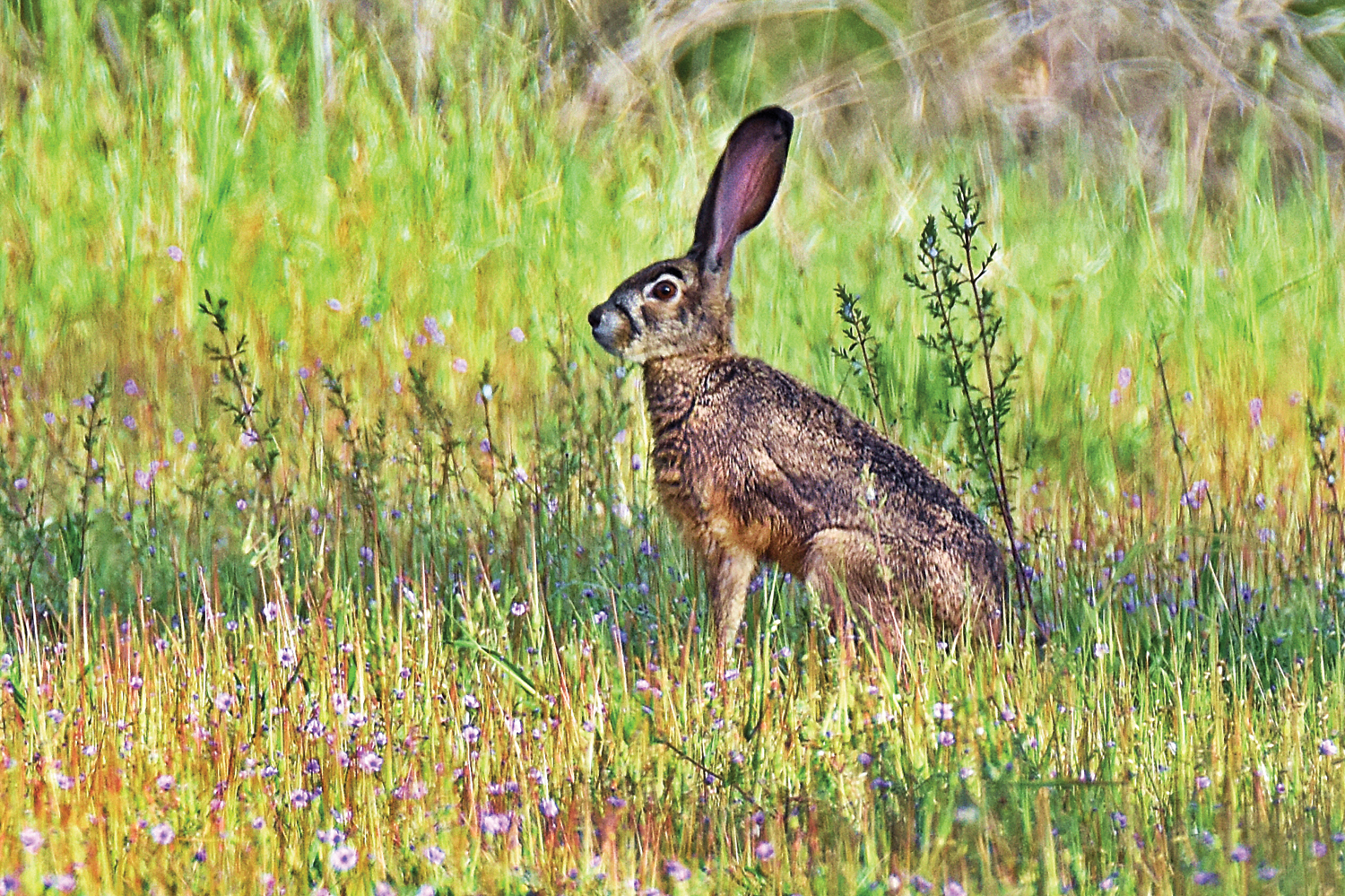 A JACKRABBIT hops through grass in Piercy. (Talia Rose)