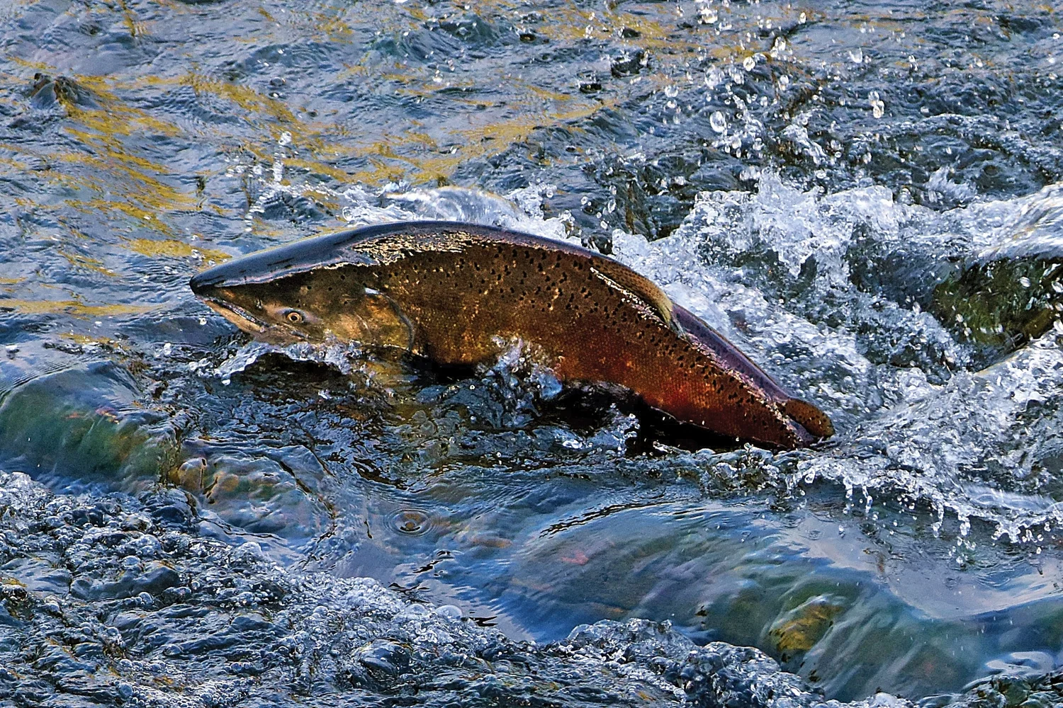 A CHINOOK SALMON swims up the South Fork of the Eel River at Piercy last November. (Talia Rose)