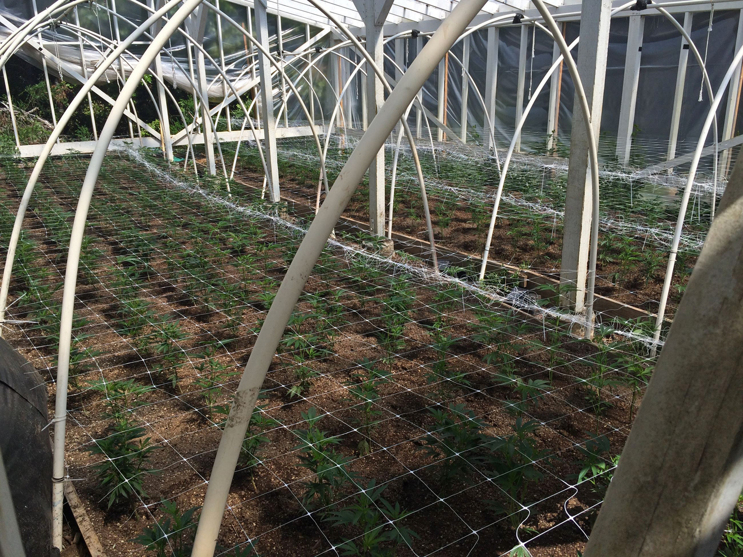 Deputies located and eradicated 2,815 marijuana plants ranging from 6 inches to 3 feet, according to the Sheriff’s Office.