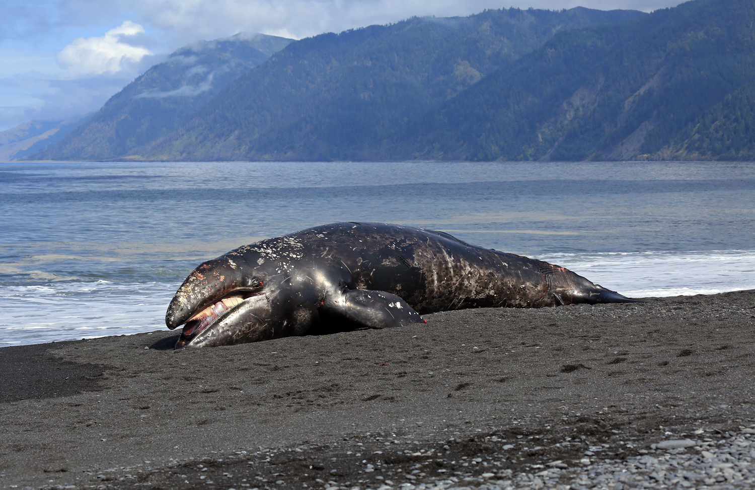 Humboldt State University biologists took tissue samples from this gray whale calf, found in Shelter Cove on May 22. (Philip Young)