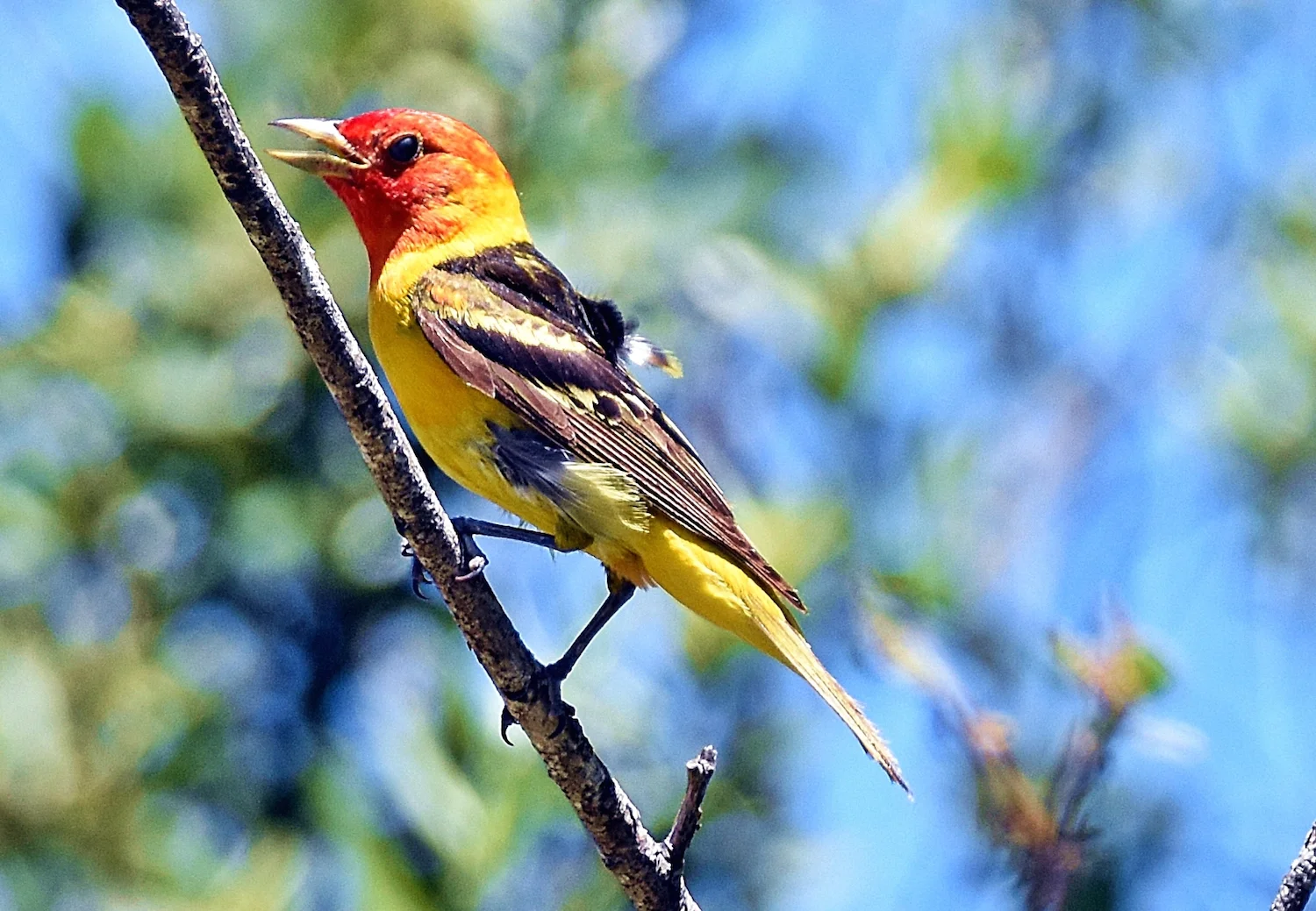 A WESTERN TANAGER is spotted in the Piercy area. (Talia Rose)