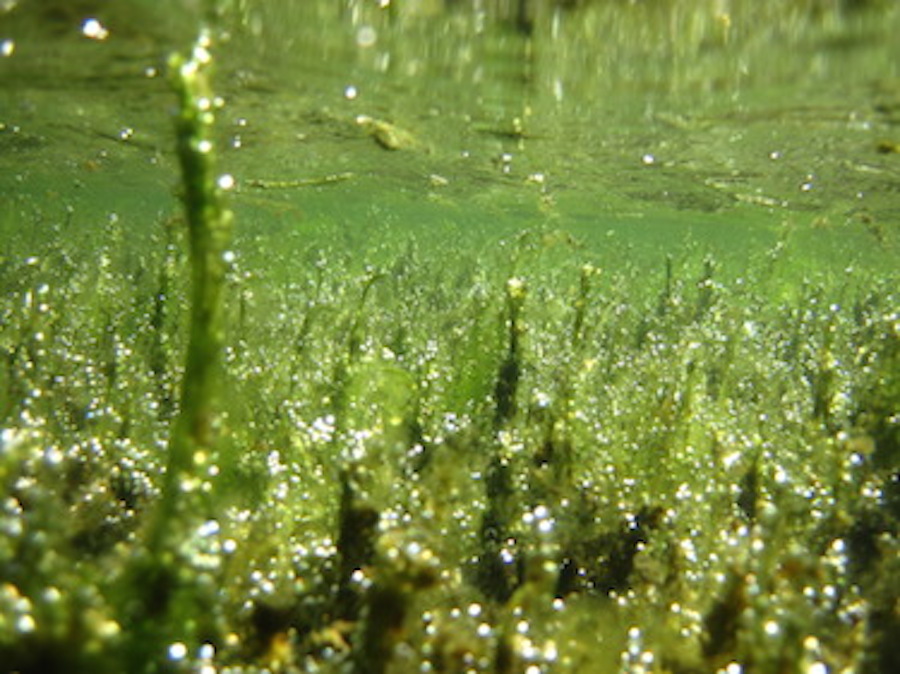 POTENTIALLY TOXIC ANABAENA grows in a bed of decaying Cladophora in a South Fork Eel tidewater near Phillipsville, pictured on Aug. 1. (Courtesy Patrick Higgins)