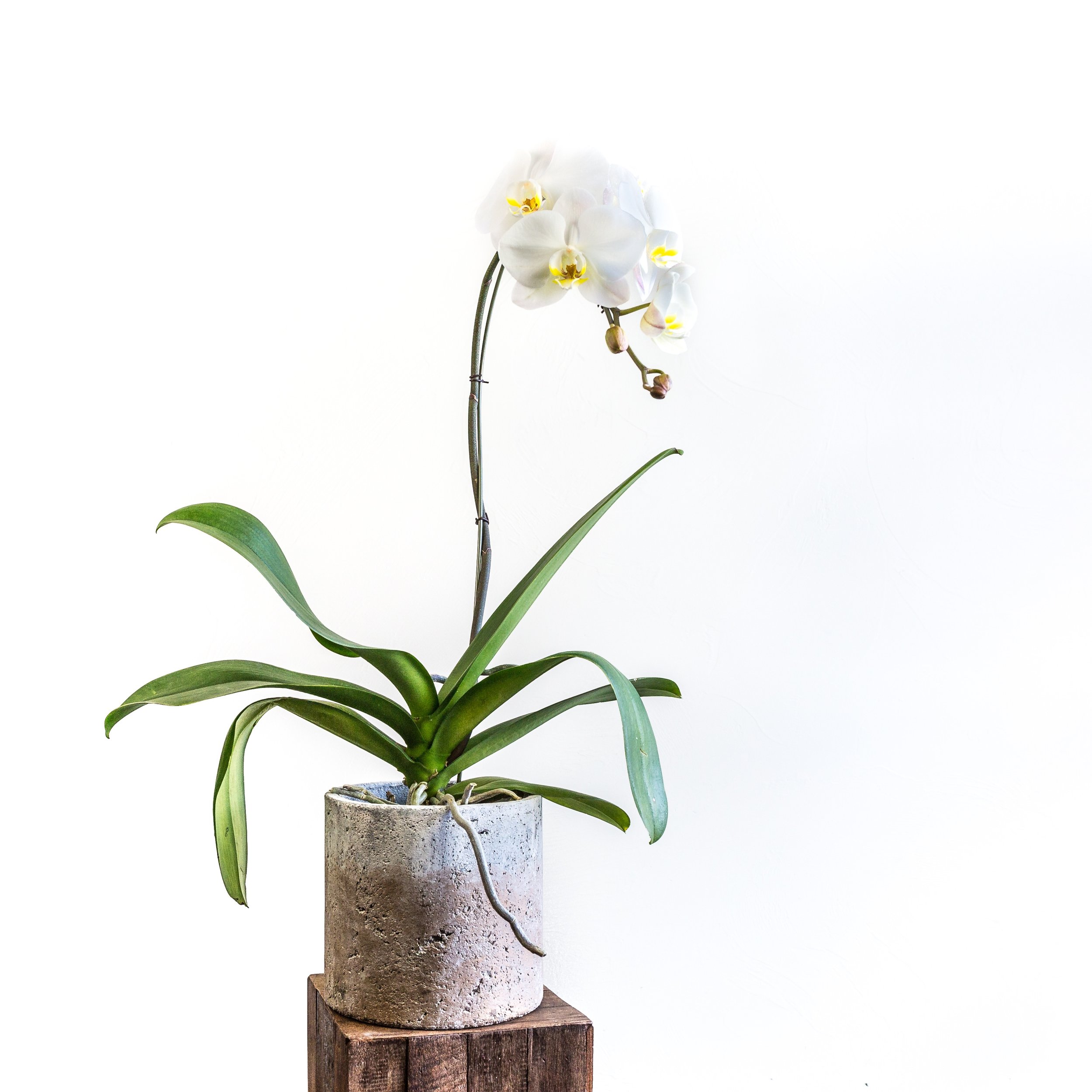 Plant - Orchid.jpg