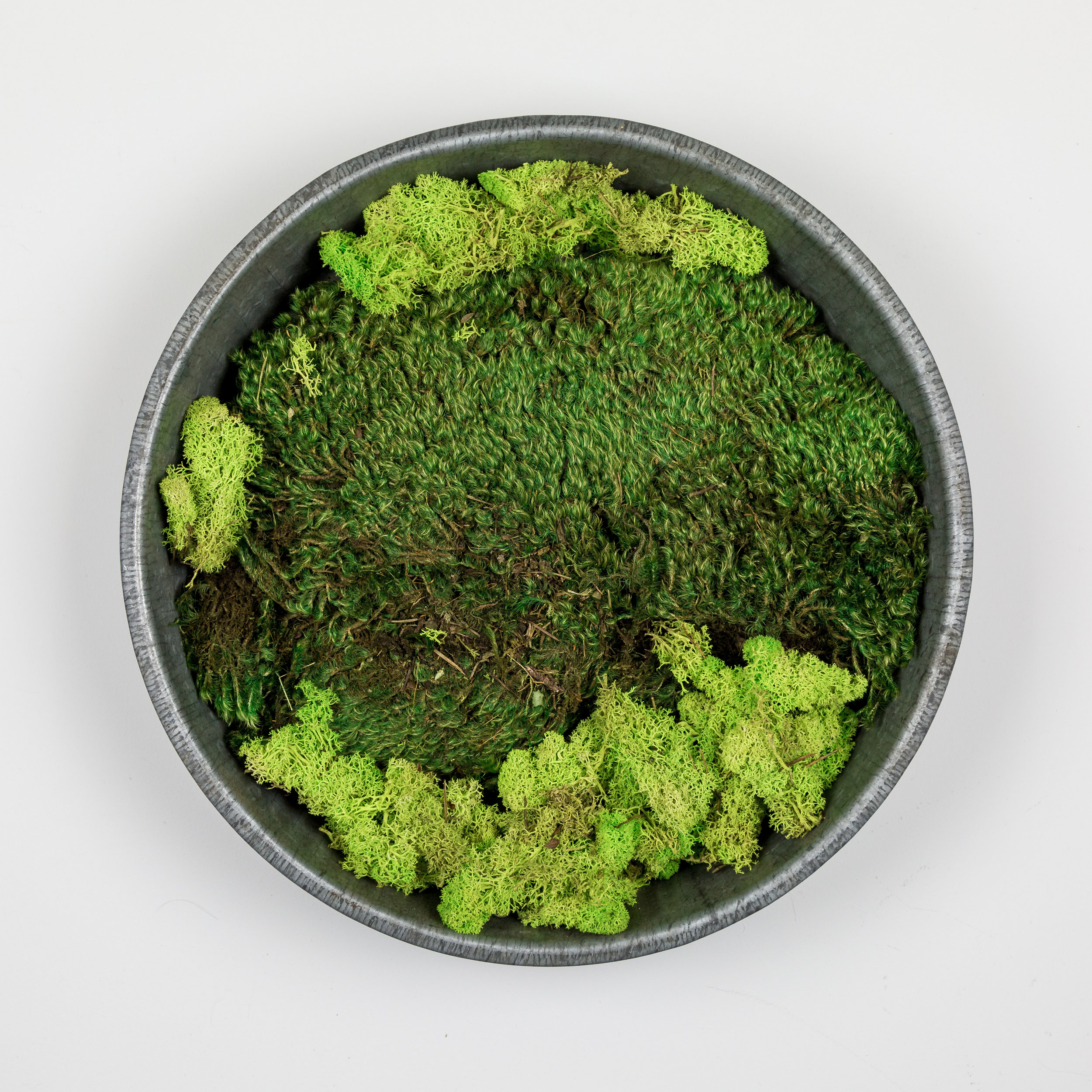 Moss Art.jpg