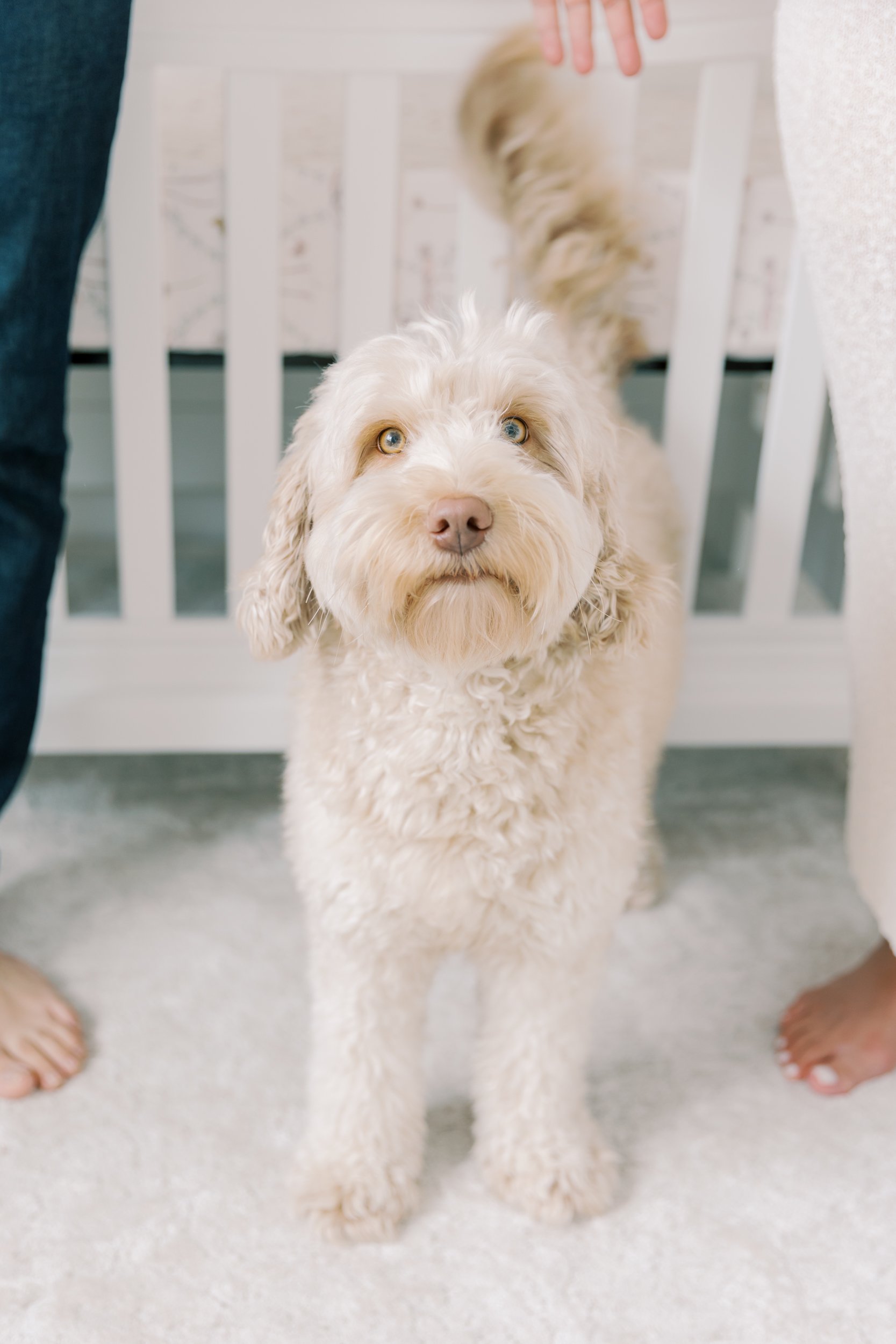 dog in front of a crib at a newborn photography session in Burlington, Ontario