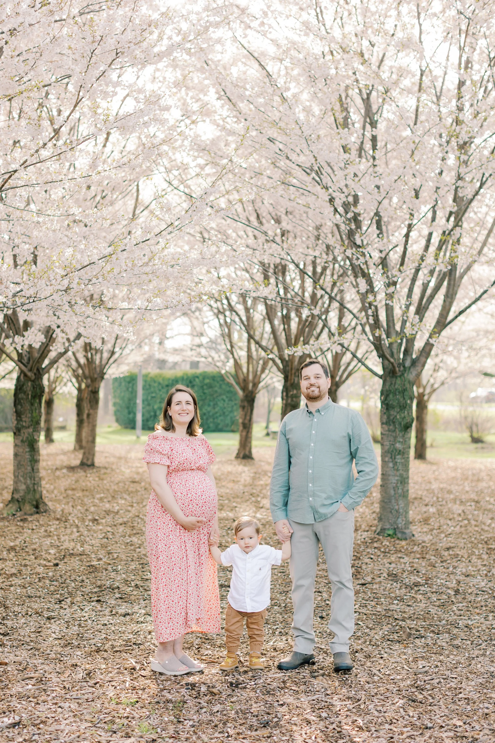 A pregnant mother and her toddler son under cherry blossom trees during a maternity session in Burlington, Ontario.