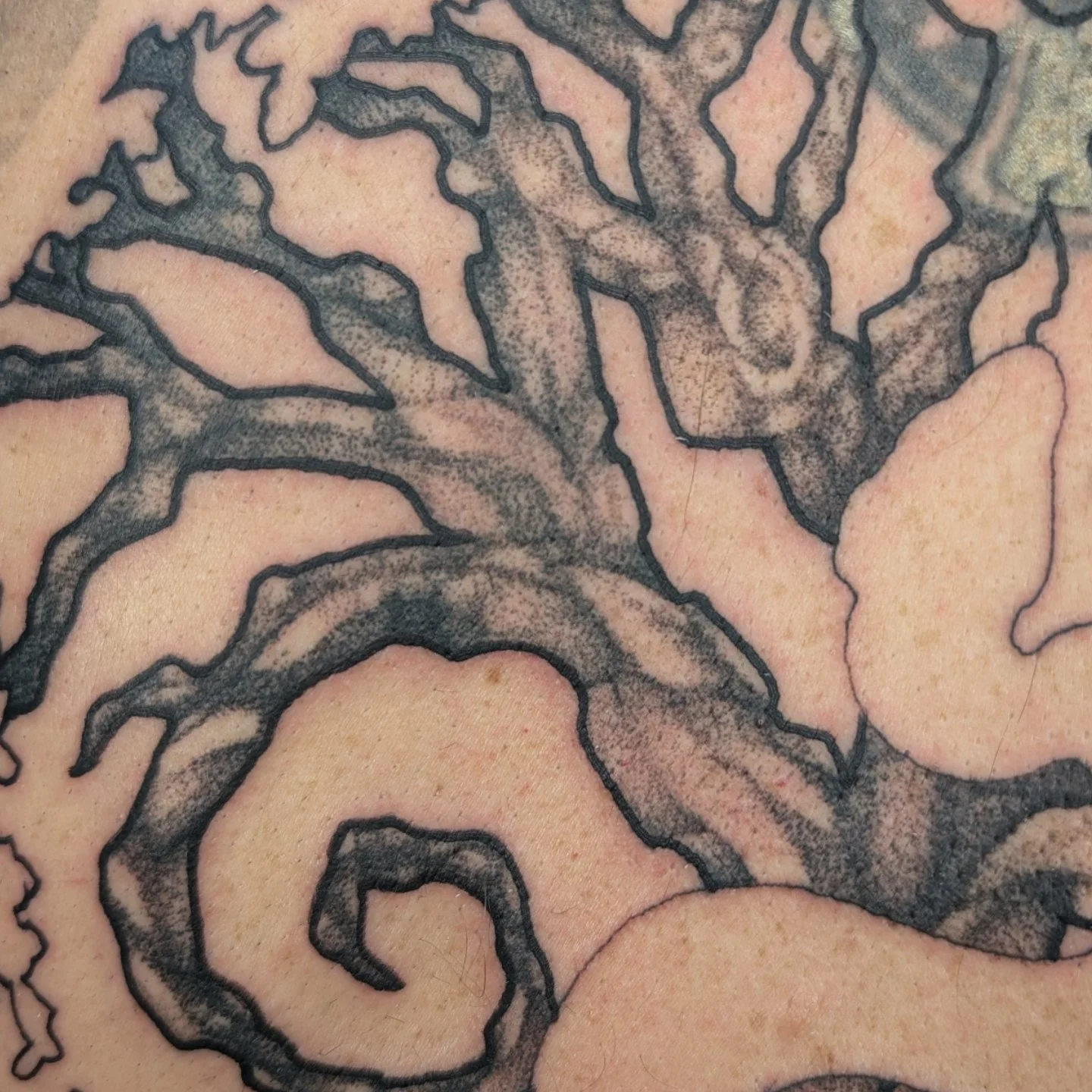 Some detail shots of this in progress Yggdrasil piece this week at @lejardinnoirtattoo 🤍

This is a full back piece in progress we started in Cranbrook in my home studio. Looking forward to continuing work on this vision 

I've got time tomorrow for