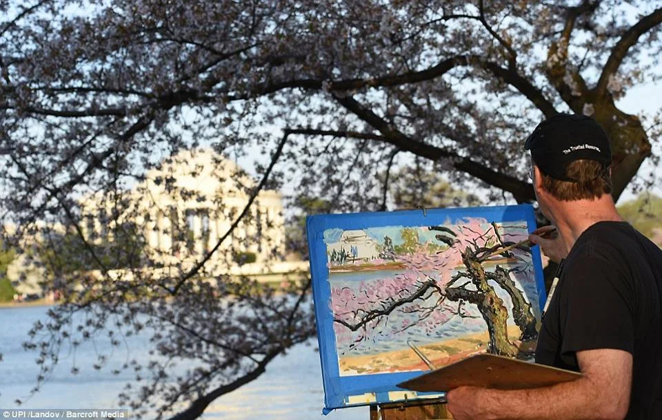Painting cherry blossom trees at the Tidal basin in Washington, D.C., spring of 2014.