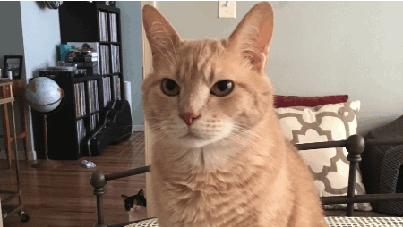 bestgifever.gif