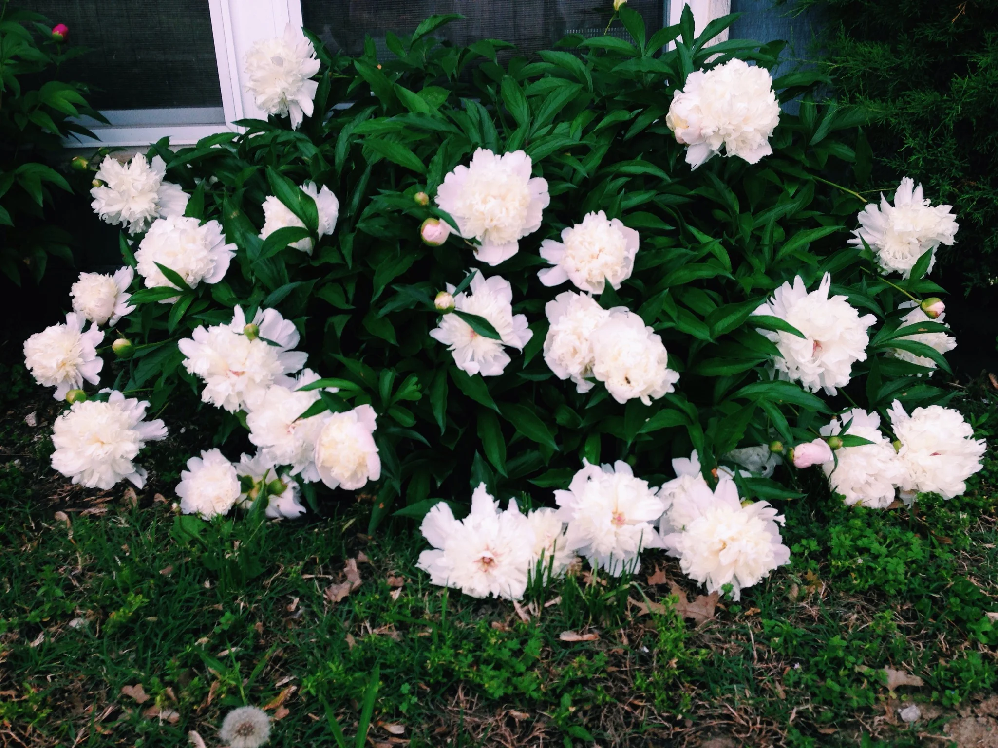  The peony bushes at my Grandma's house have my heart!