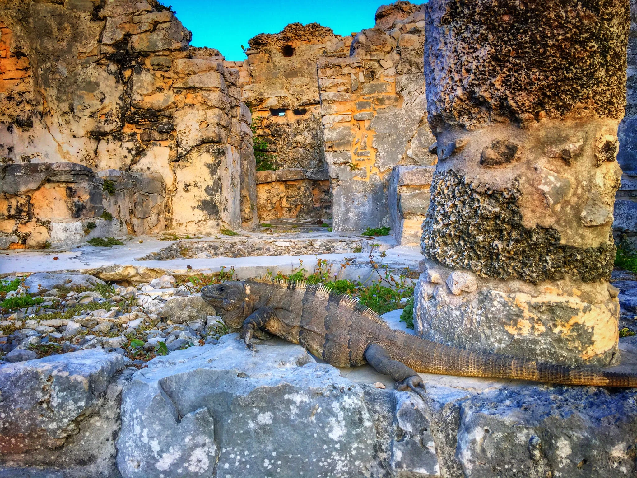 The ruins at Tulum are crawling with iguanas. This was a big one. 