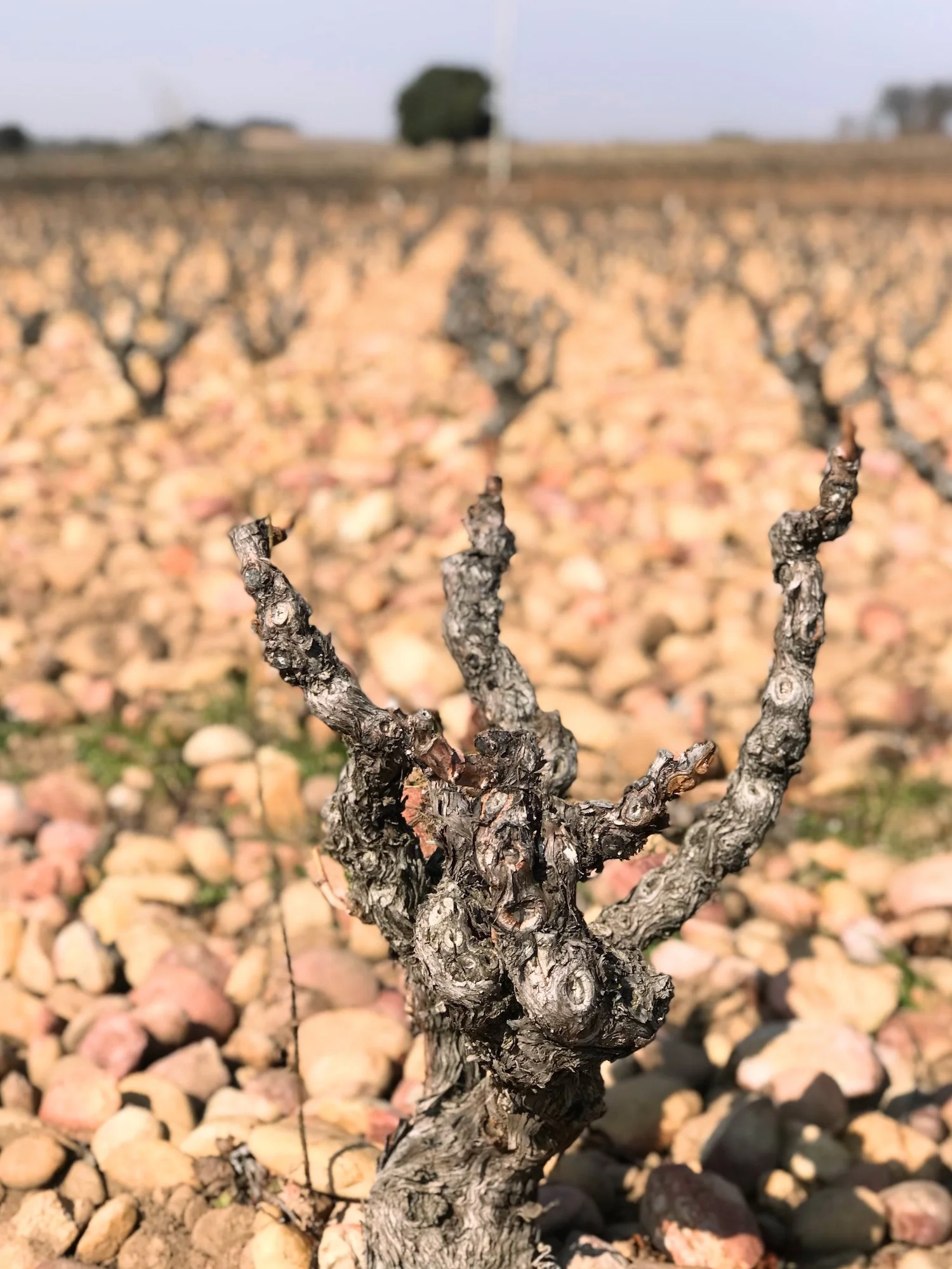 This old Grenache vine surrounded by tan colored rocks means this must be Châteauneuf-du-Pape. 