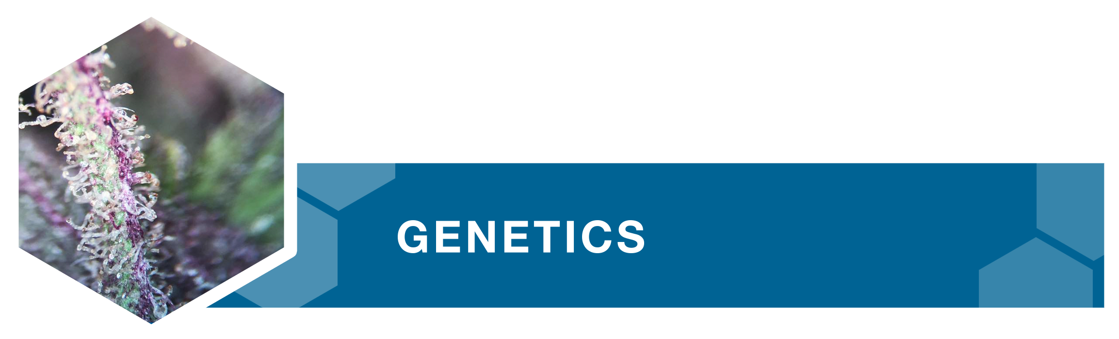 geneticsv4.png