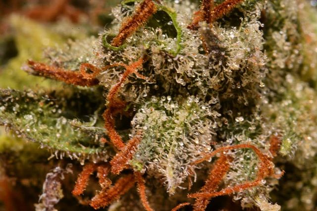 What cannabinoids are in these trichomes? ebbu’s science team is diving into plant genetics to develop plants that are more efficient at producing higher yields of specific cannabinoids such as CBD, CBG, CBC, CBN, THCV and others. Interested to learn more? Vote for our 2019 @SXSW panel, which will discuss cannabis gene editing! (link in bio)
.
.
#sxsw #austin #genetics #geneediting #crispr #poweredbyebbu #cbd #cbn #cannabinoids #cannabisd