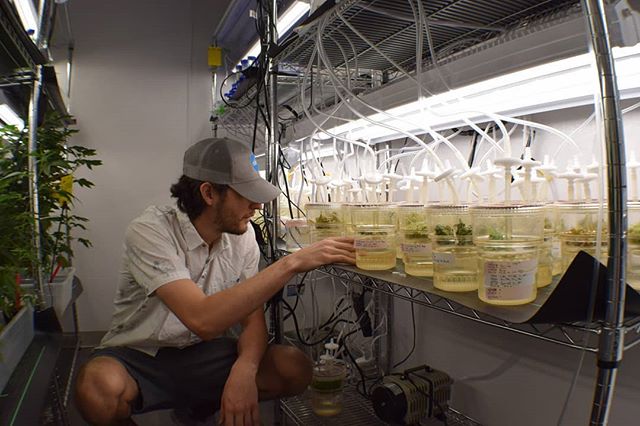 Curious about the future of cannabis genetics and where we’re headed? Please vote for ebbu’s #SXSW 2019 panel! Link in bio.
Photo info: Here’s Jordan Gravage, genetics field technician, examining plant tissue cultures. Each of the containers houses small pieces of living hemp; we culture them with different hormones. Tissue cultures provide an exact genetic copy of a plant, and are an important part of ebbu’s genetics research and plant development. 📸: Jami Carney
.
#genetics #cannabis #hemp #research #development #rnd #poweredbyebbu #cuttingedge