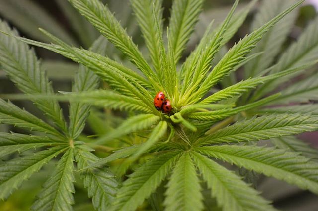 Lucky ladies: This hemp plant at our cultivation partner Hardy Boy Farms is playing host to a pair of lovely ladybugs, which we use as a natural solution to pest mitigation. 📸: Jami Carney
.
#hemp #natural #cultivation #cannabis #coloradocannabis #lucky #ladybugs
