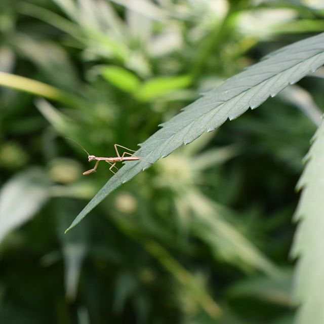 Nature is truly incredible. We found this little guy at our partner Hardy Boys Farms amongst the #hemp leaves. Beneficial ladybugs and mantises like this one are vital to keeping other plant-damaging insects under control. •
•
•
•
#poweredbyebbu #nature #colorado