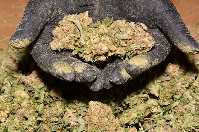 Like our hemp buds? Pictured here, a member of our production team is gently breaking apart #hemp flower to then extract using ethanol. Using buds over trim leads to a better product for our #cannabinoid and #terpene formulation research. 🍃 #poweredbyebbu