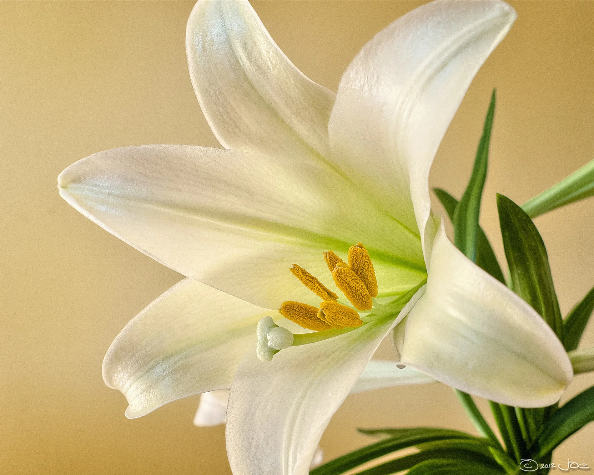 easter-lily.jpg