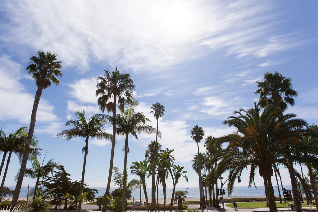 santa_barbara_palm_trees.jpg
