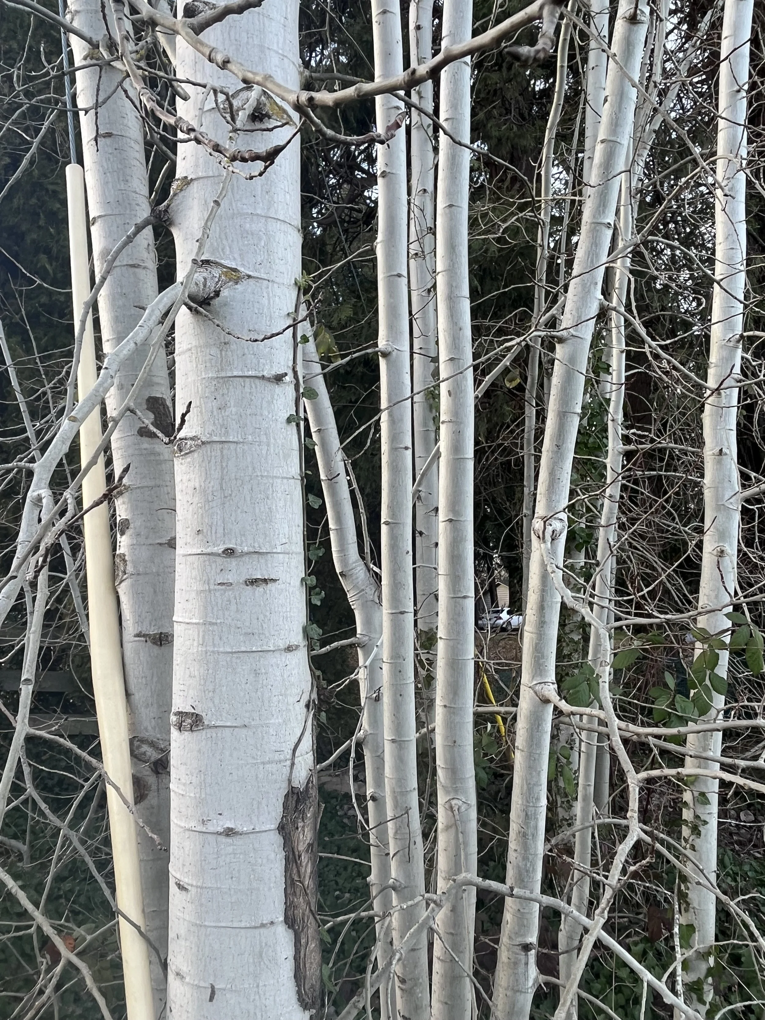 IMG_0316.jpeg