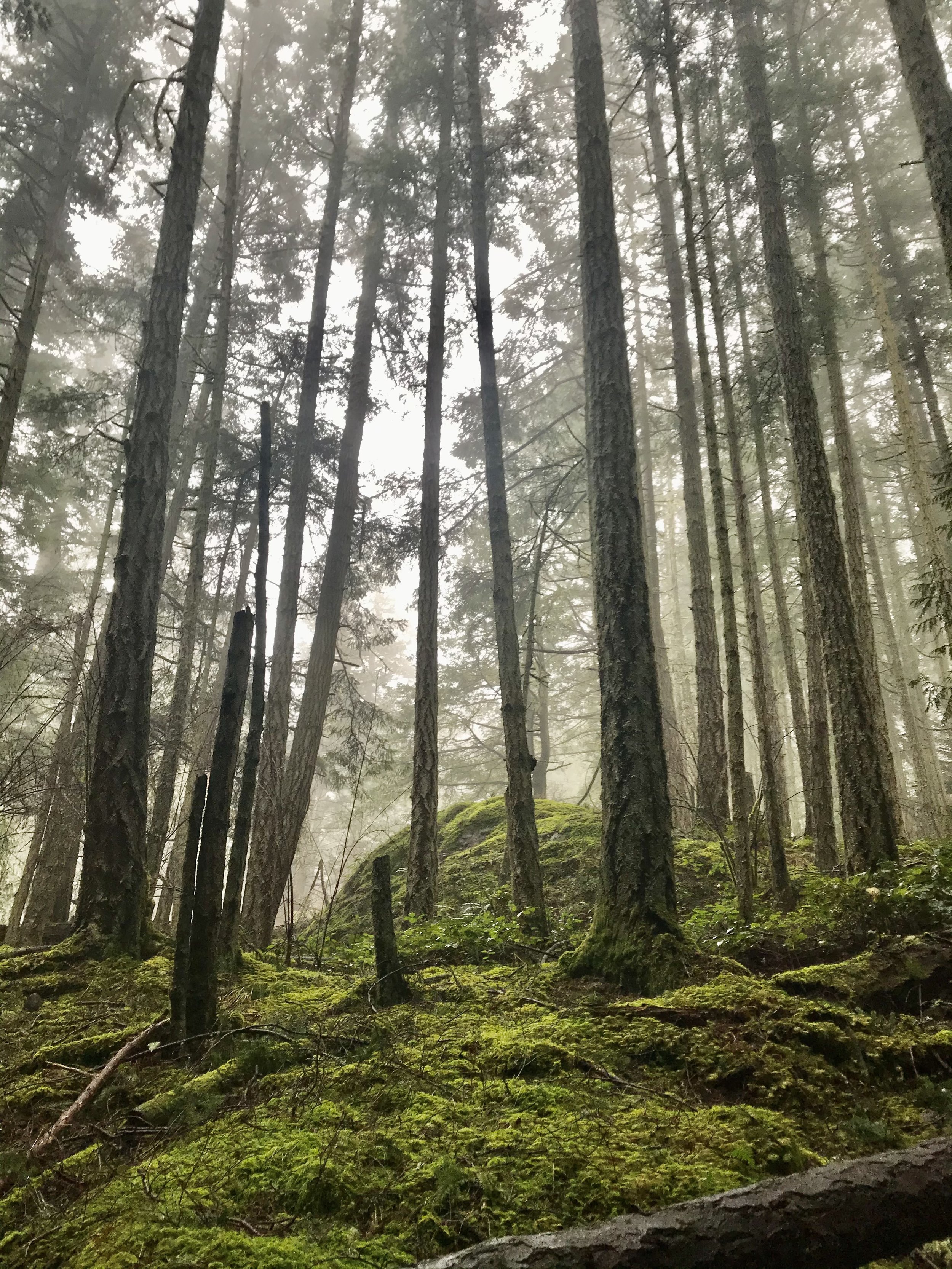 IMG_6662.jpeg