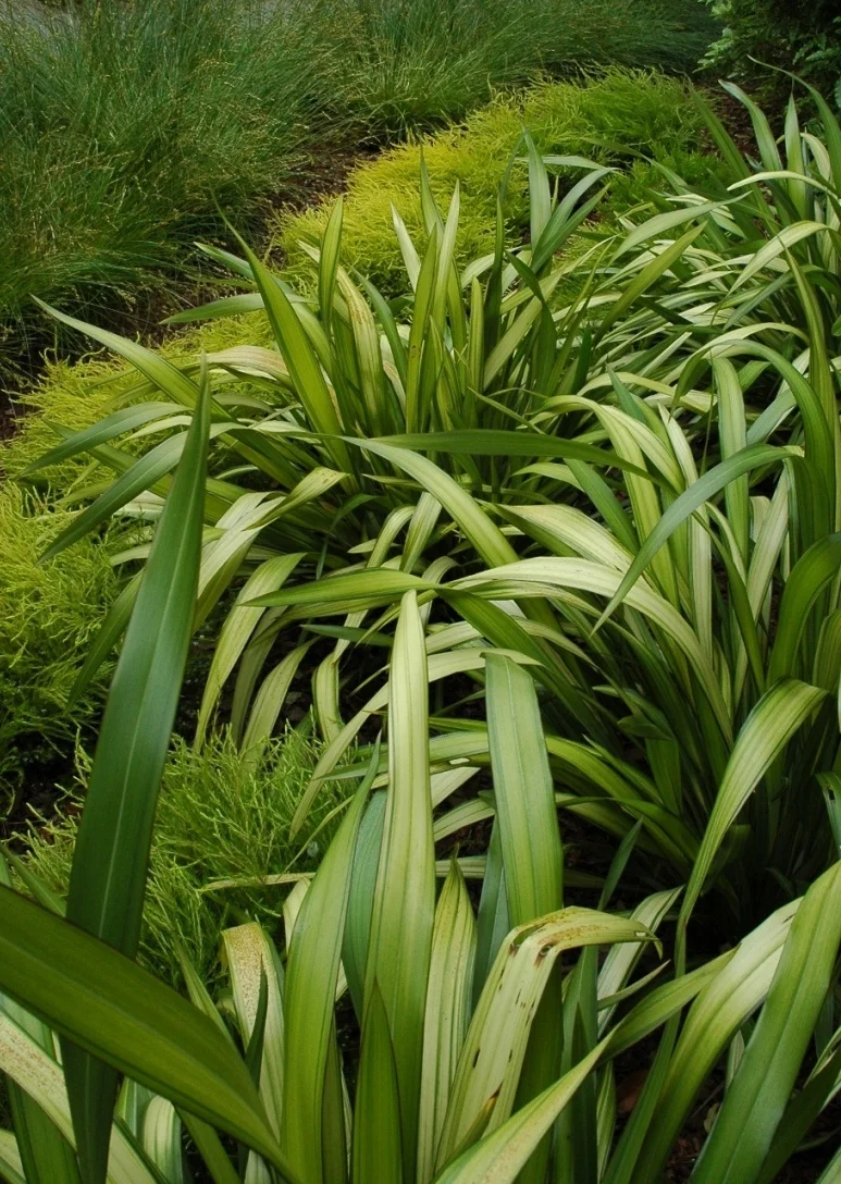 plant3.JPG