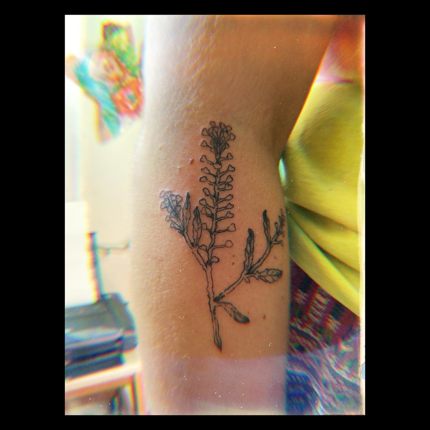 A lil sprig of Pennycress for Becca
🌿🌱🌿🌱🌿🌱🌿🌱🌿