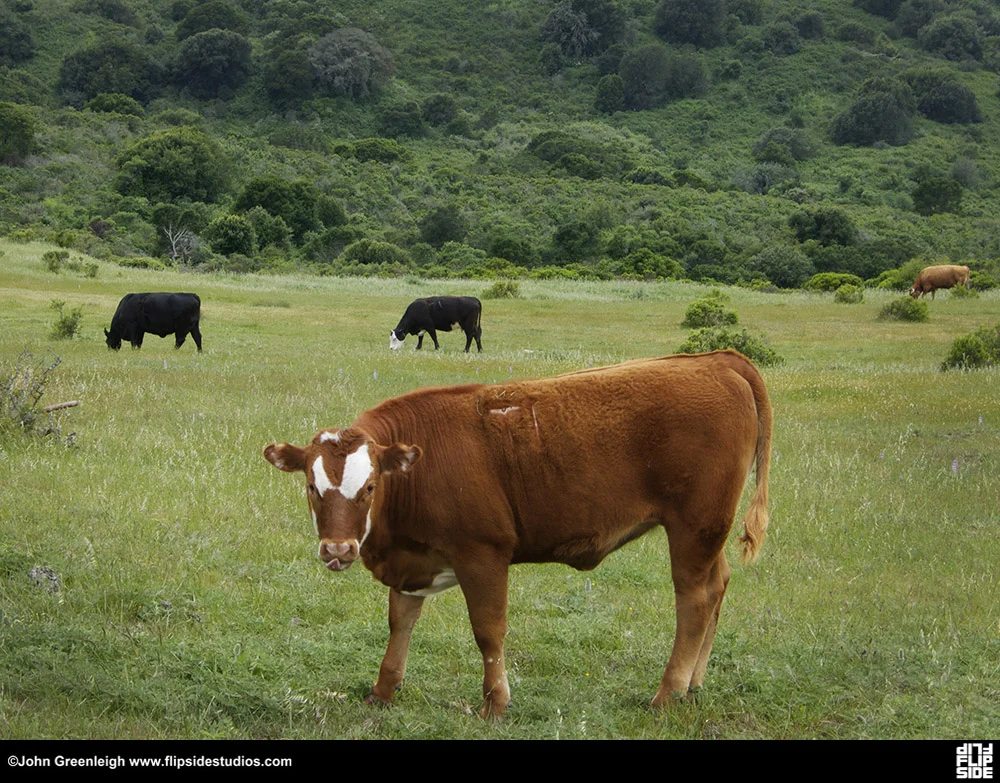 berkeley_cows_lo.jpg