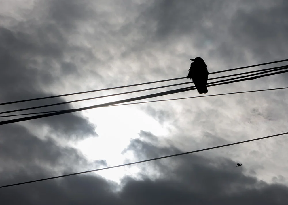 crow_couds_cropped.jpg