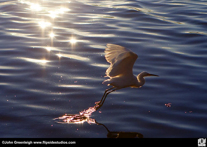 egret_sun_lo.jpg