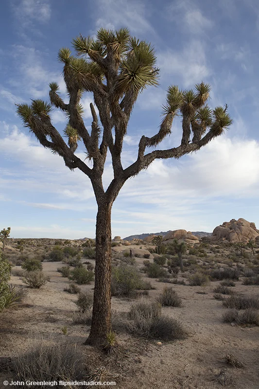 joshua_tree_3_lo.jpg