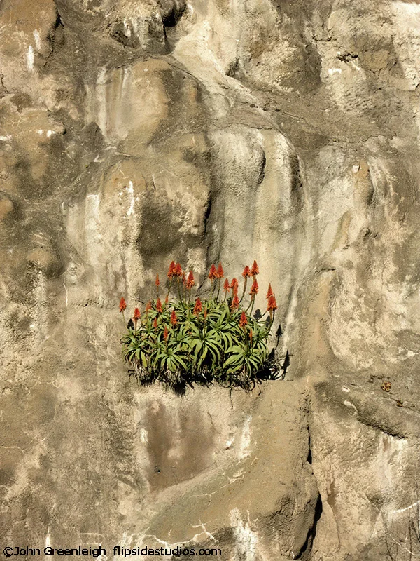 ocean_beach_cliff_plant_lo.jpg