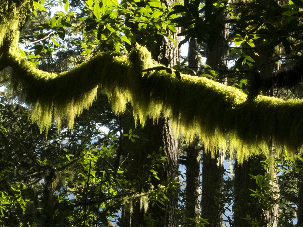 pt_reyes_moss.jpg