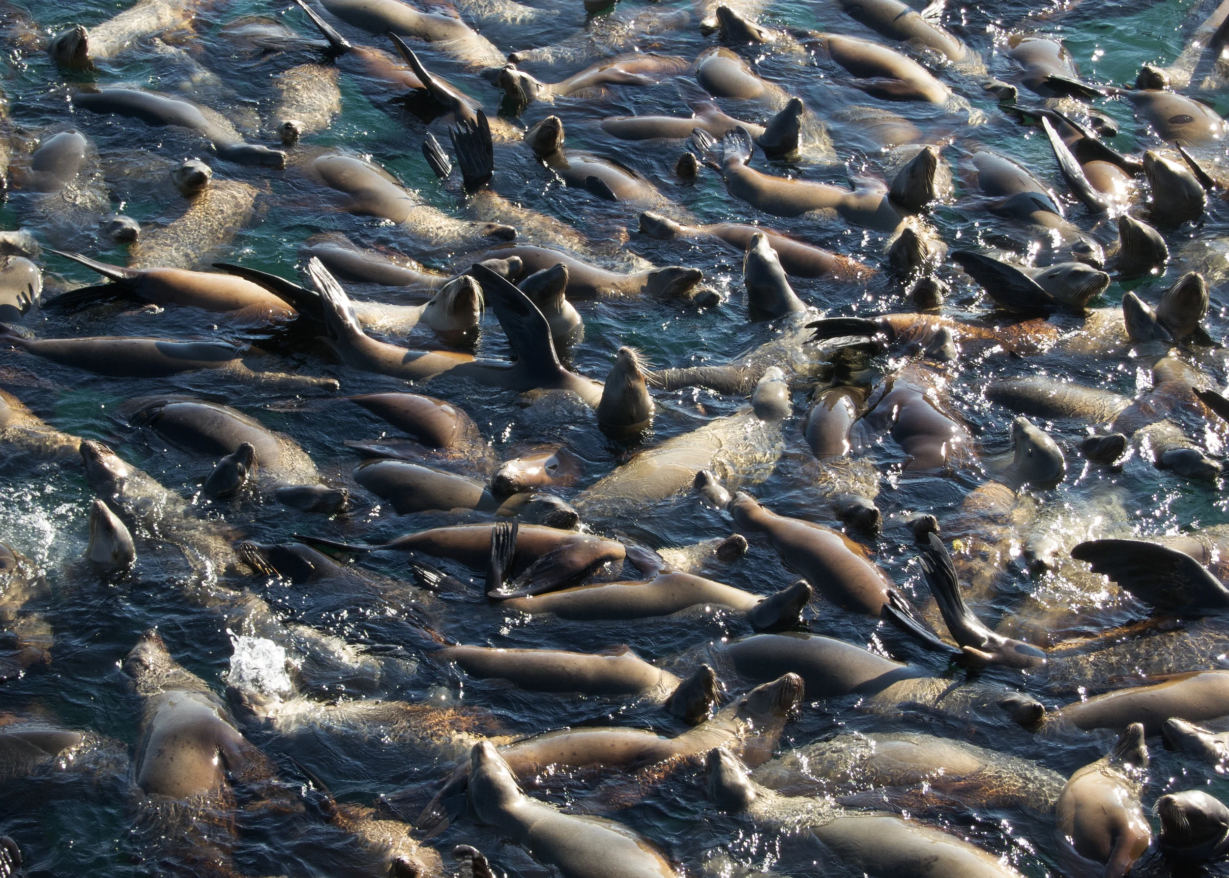 sealions_santacruz_cropped.jpg