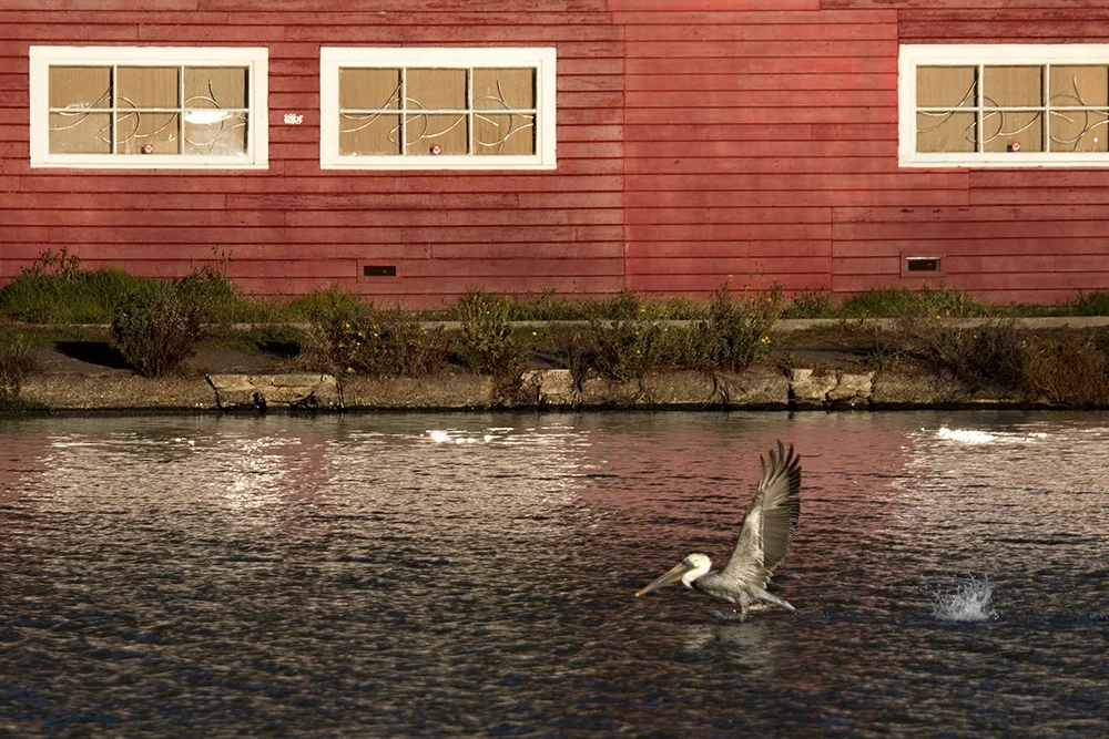 aq_prk_pelican1_cc.jpg