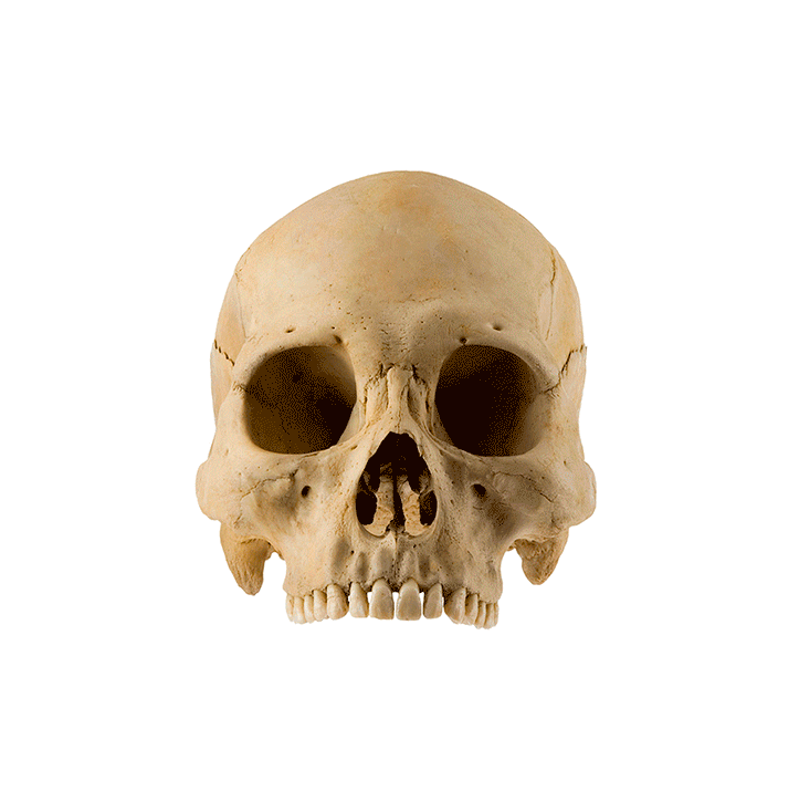 skull_photo.gif