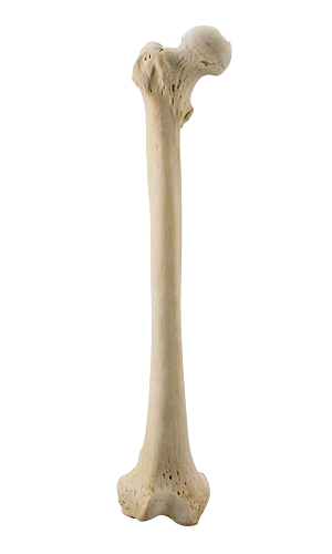 femur.gif